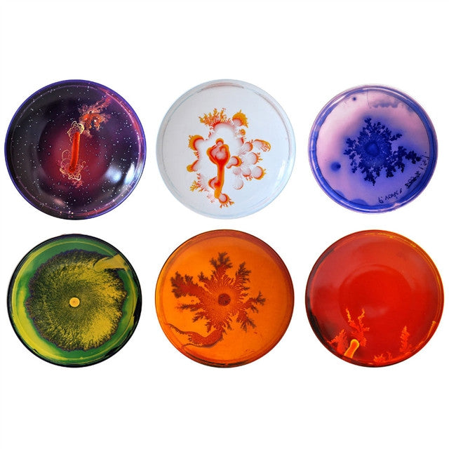 Petri Dishes by Vik Muniz ARTISTS,OBJECTS,NEW!,GIFTING vendor-unknown   
